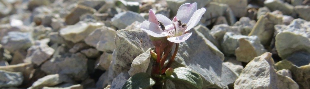 Claytonia.org