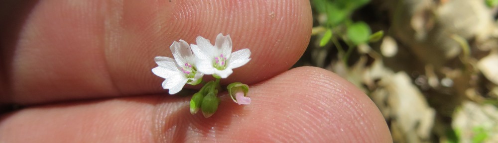 Claytonia.org