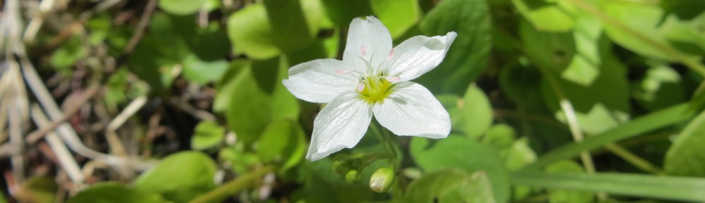 Claytonia.org
