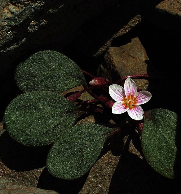 Great Basin Spring Beauty mature