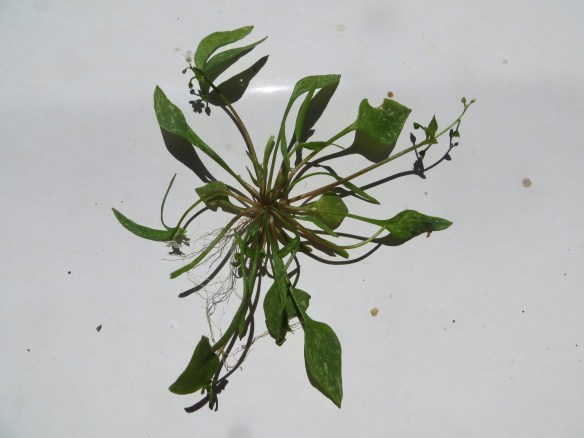 Claytonia parviflora subsp. viridis X C. perfoliata ?!?! -- Tejon Ranch. Note the non-linear basal and cauline leaves of this mildly succulent annual.